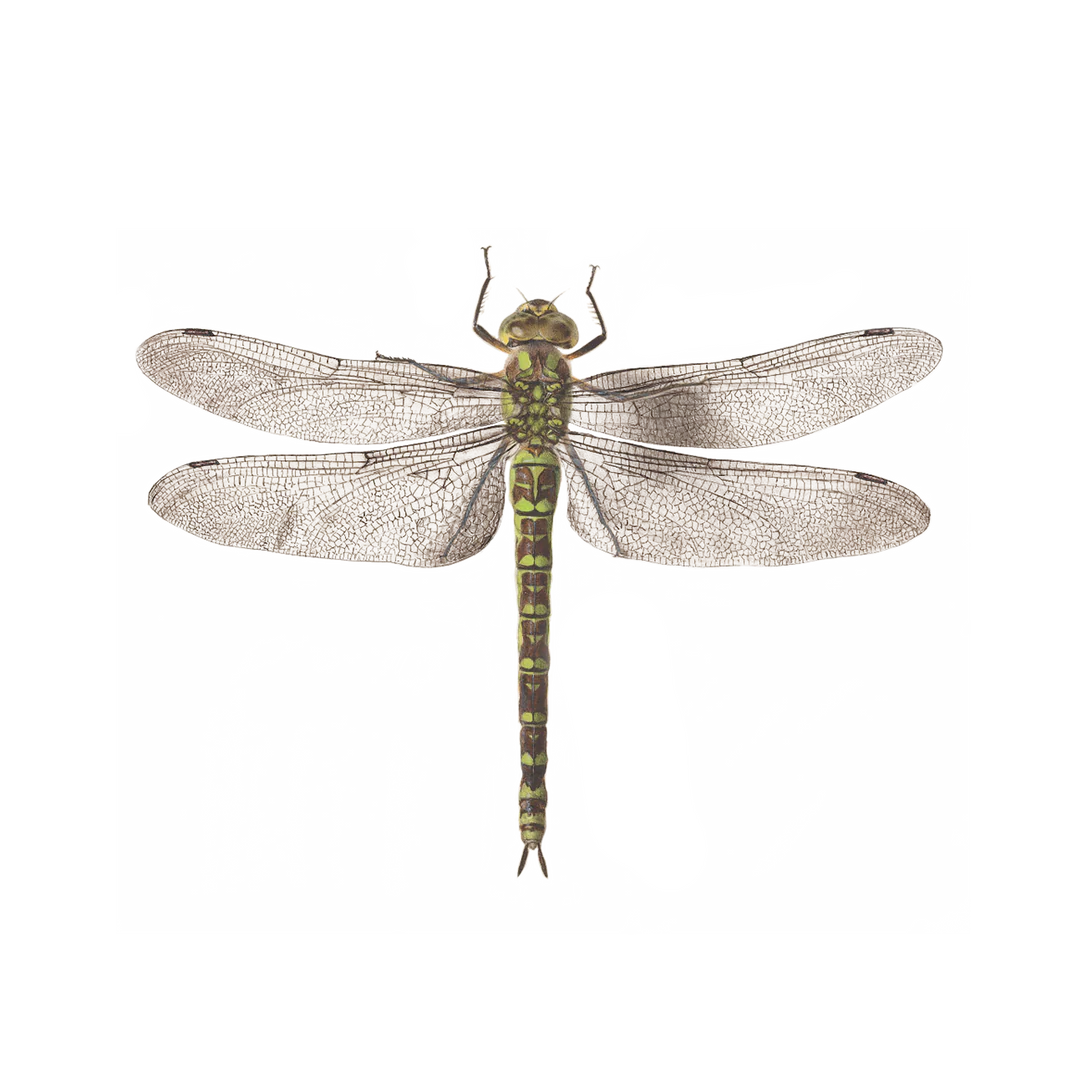 Dragonfly Tattoo Pair