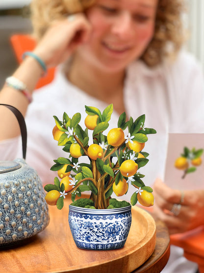 Mini Lemon Blossom Tree