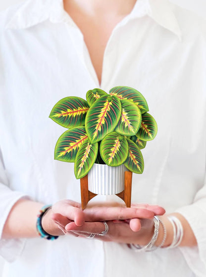 Mini Prayer Plant