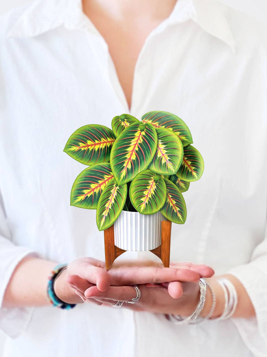 Mini Prayer Plant